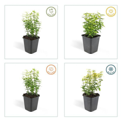 Spindelstrauch - Euonymus fort. 'Smaragd 'n Gold' - ↕10-25cm - Ø9cm - 60 Stück