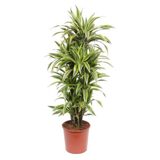 Drachenbaum - Dracaena Lemonlime - Zimmerpflanze - 150cm - ø30cm 