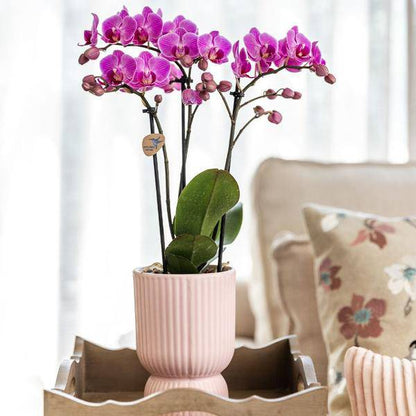 Kolibri Company - Set aus rosa gefleckter Orchidee und Sukkulente auf weißem Tablett - frisch vom Züchter - Oasis of Life