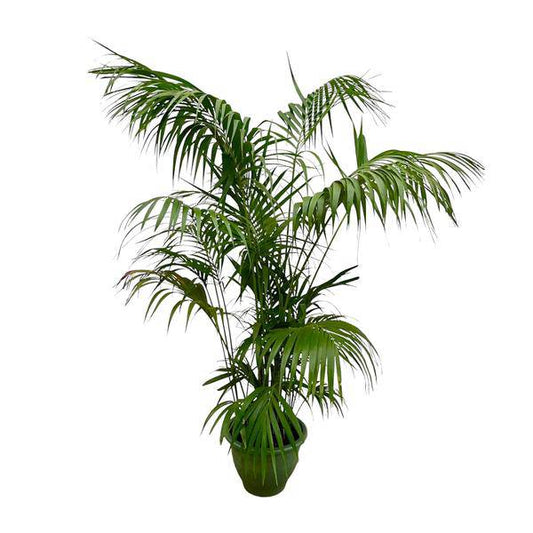 Kentia-Palme – Howea forsteriana – Zimmerpflanze 260cm – Ø35cm – XXL-Palme mit eleganten dunkelgrünen Wedeln – Exklusive Kübelpflanze für Wohnzimmer, Büro & Wintergarten – Pflegeleicht 
