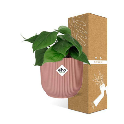 Baumfreund - Philodendron Scandens - Zimmerpflanze + Topf Vibes Fold 14cm Rosa