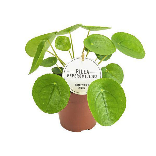 Chinesischer Geldbaum - Pilea Peperomioides - Zimmerpflanze - Ø13cm - ↕20cm