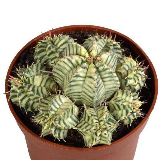 Wolfsmilch - Euphorbia meloformis variegata - Zimmerpflanze - Sukkulente - 10,5cm 