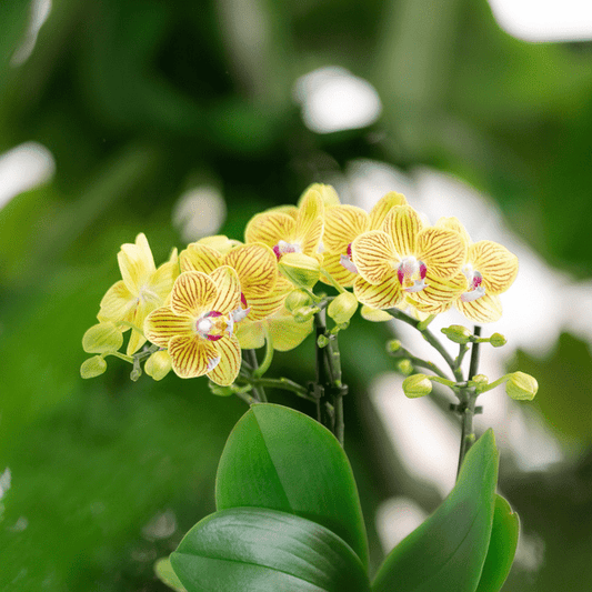 Überraschungsbox mit 4 verschiedenen Orchideen 
