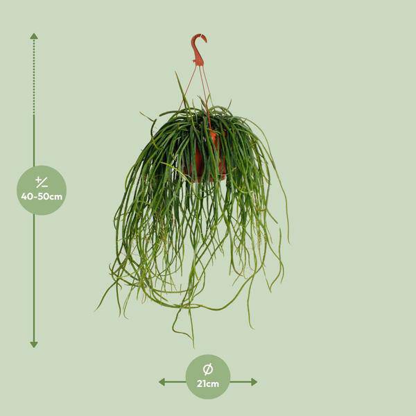 Kaktus - Selenicereus Wercklei - Zimmerpflanze - Ø21cm - ↕50cm