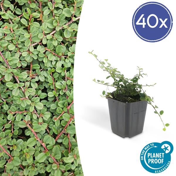 Teppichmispel Cotoneaster prostratus 'Königin der Teppiche' – ↕10-25cm – Ø9cm – 40 Pflanzen – Robuster Bodendecker – Weiße Blüten & rote Beeren – Sonne & Schatten – Pflegeleicht