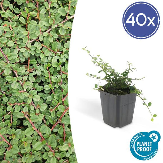 Teppichmispel Cotoneaster prostratus 'Königin der Teppiche' – ↕10-25cm – Ø9cm – 40 Pflanzen – Robuster Bodendecker – Weiße Blüten & rote Beeren – Sonne & Schatten – Pflegeleicht