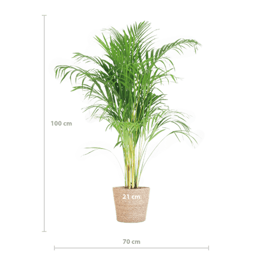 Areca-Palme Dypsis - Goldfruchtpalme - Zimmerpflanze - ↕100cm - Ø21cm + Korb Sofia Natur