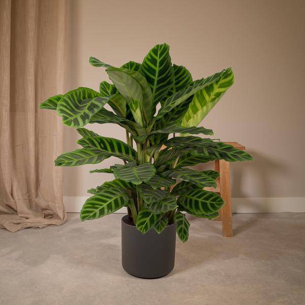Calathea Zebrina - Pauenpflanze - Ø19cm - ↕80cm - Oasis of Life