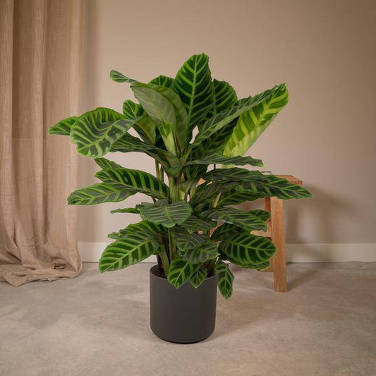 Calathea Zebrina - Pauenpflanze - Ø19cm - ↕80cm - Oasis of Life