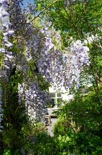Chinesischer Duft-Blauregen - Wisteria sinensis 'Caroline' - ↨65cm - Ø15cm - 2 Stück 
