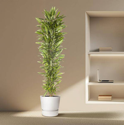 Drachenbaum - Dracaena Cintho - Zimmerpflanze - 210cm - ø40cm
