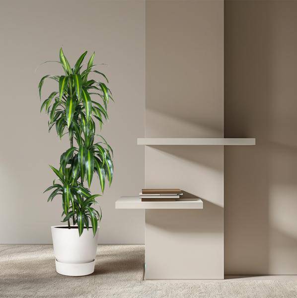 Drachenbaum – Dracaena Hawaiiana 180cm – Ø24cm – Elegante Zimmerpflanze mit hellgrünen glänzenden Blättern – Pflegeleichte Grünpflanze für Wohnzimmer, Büro & Wintergarten 