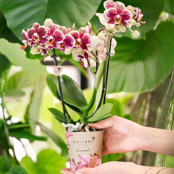 Gelbe rote Phalaenopsis Orchidee - Spanien - Topfgröße Ø9cm | blühende Zimmerpflanze - frisch vom Züchter - Oasis of Life