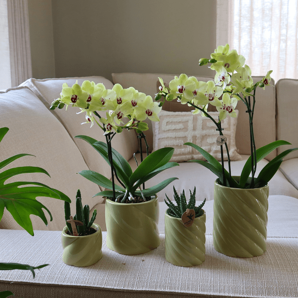 Candy Dekotopf - Grün - Ø9cm 