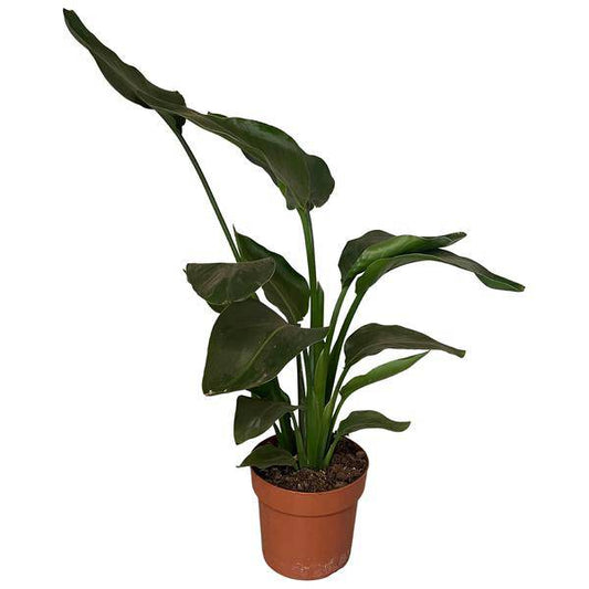 Baum-Strelitzie – Strelitzia Nicolai – Zimmerpflanze – Ø17cm – ca. 65cm hoch – exotisches Blattwunder für helle Räume 