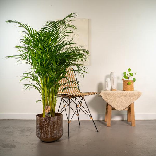 Areca-Palme mit Topf - ↨130cm - Ø24cm - Oasis of Life