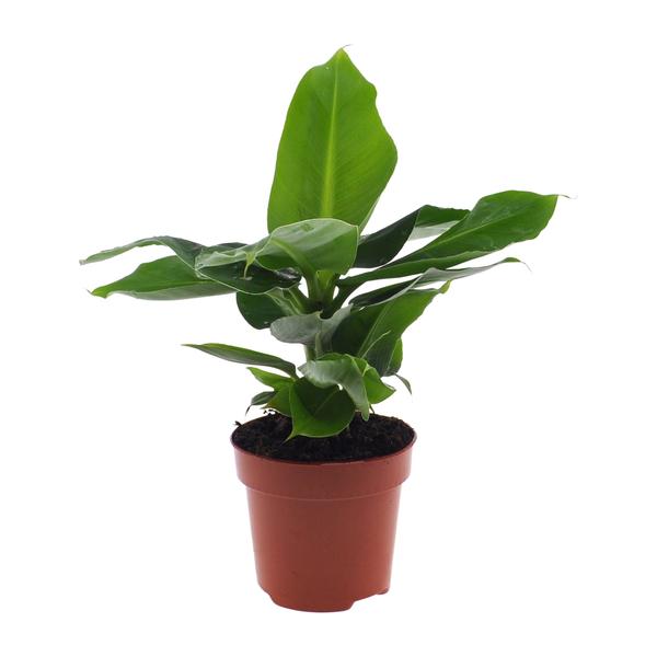 Bananenbaum - Musa 'Oriental Dwarf' - Bananenstaude - Zwergessbanane - Zimmerpflanze - Ø12cm - ↕25cm