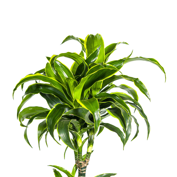 Dracaena Deremensis Dorado Ø27cm - ↕180cm - Oasis of Life