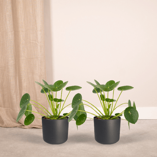 Chinesischer Geldbaum - Pilea Peperomiodes - Pfannkuchenpflanze - Zimmerpflanze - 20cm - ø12cm - 2 Stück 