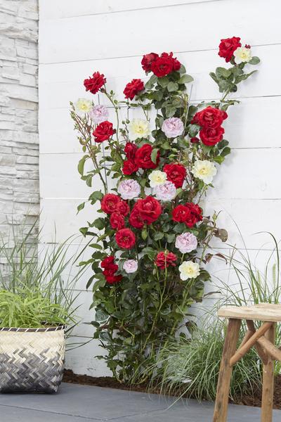 Kletterose - Rose Verrückt nach Liebe 'Pink' - ↨65cm - Ø15cm - 3 Stück