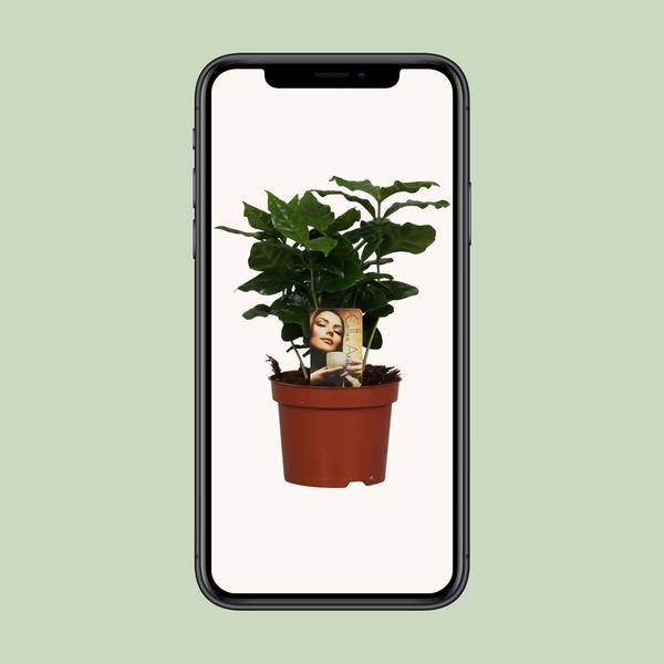Coffea Arabica - Ø12cm - ↕25cm - Oasis of Life