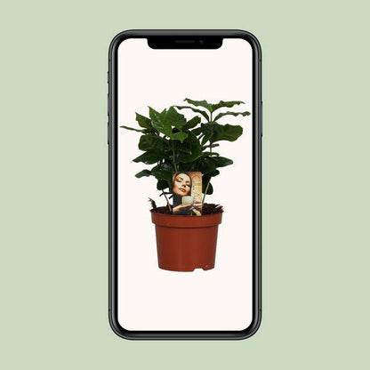Coffea Arabica - Ø12cm - ↕25cm - Oasis of Life