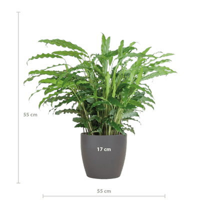 Calathea Rufibarba - Korbmarante - Zimmerpflanze - ↕55cm - Ø17cm + Topf Viber Grau