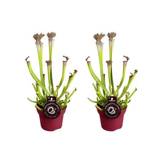 Sarracenia Farnhamii – Fleischfressende Pflanze – 2 Zimmerpflanze – Ø12cm – Höhe ca. 40cm – Sonniger Standort – Insektenfang 