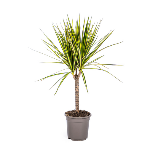 Dracaena Marginata Sunray – Drachenbaum – Zimmerpflanze – Ø17 cm – ↕60-80 cm – Grüne & gelbe Blätter, pflegeleicht 