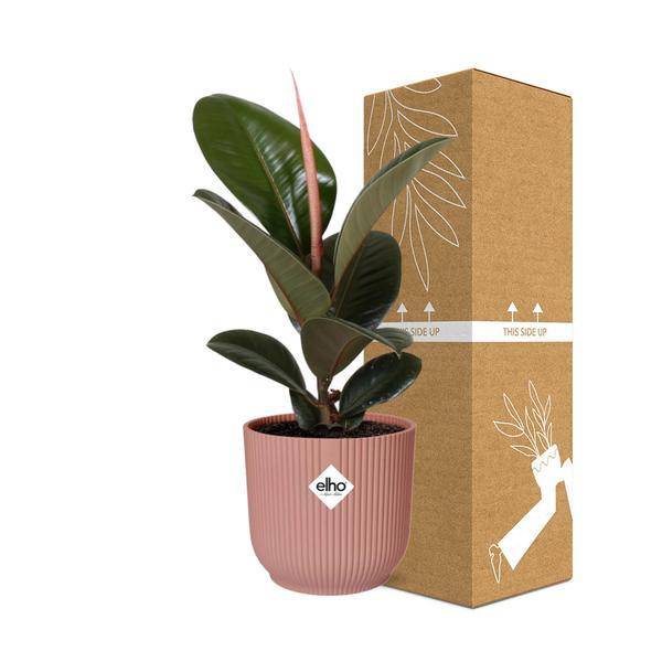 Gummibaum - Ficus Elastica 'Robusta' - Zimmerpflanze + Topf Vibes Fold 14cm Rosa