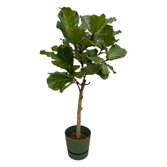 Ficus Lyrata - Feigenbaum - Zimmerpflanze - ↨160cm - Ø30cm + Topf Greenville Rund Grün 