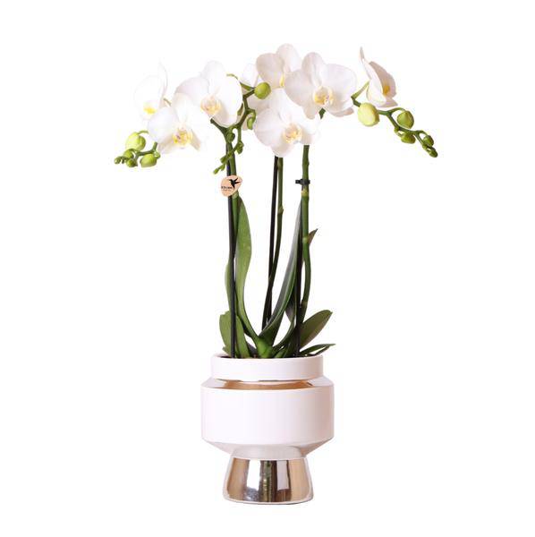 Weiße Phalaenopsis Orchidee - Amabilis + Le Chic Deko-Topf silber - Topfgröße Ø9cm - 40cm hoch | blühende Zimmerpflanze im Blumentopf - frisch vom Züchter - Oasis of Life