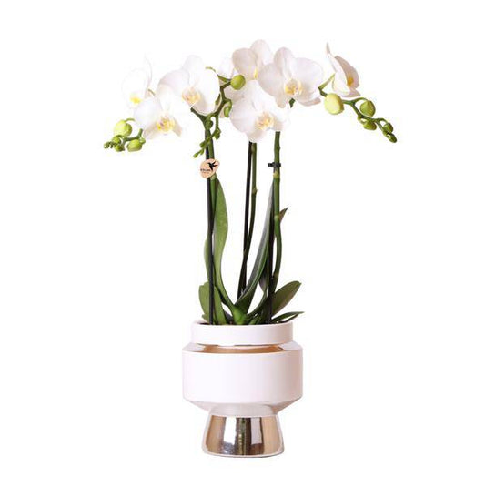 Weiße Phalaenopsis Orchidee - Amabilis + Le Chic Deko-Topf silber - Topfgröße Ø9cm - 40cm hoch | blühende Zimmerpflanze im Blumentopf - frisch vom Züchter - Oasis of Life