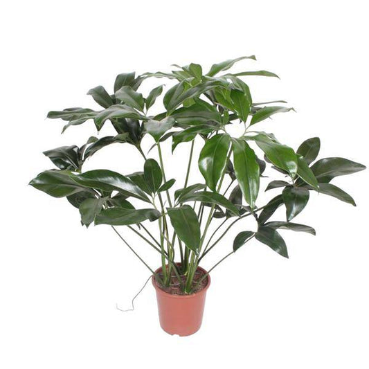 Baumfreund – Philodendron Green Wonder – Zimmerpflanze – 120cm – Ø27cm – tropische Kletterpflanze mit großen herzförmigen Blättern 