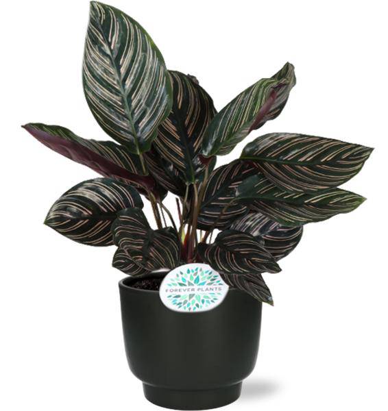 Calathea Ornata - Korbmarante - Zimmerpflanze - Ø14cm - ↕50cm + Potenza Topf Schwarz Ø15x13cm