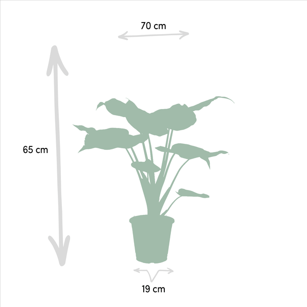 Alocasia Cucullata - Ø19cm - ↕60cm + Alocasia Lauterbachiana - Ø19cm - ↕75cm 