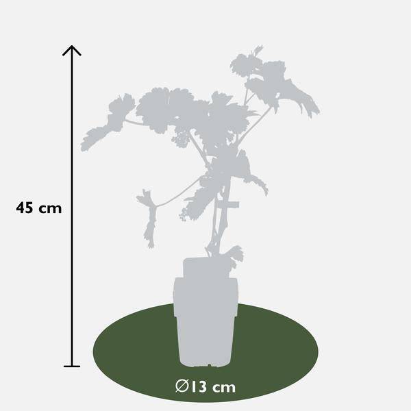 Weinrebe - Weintraube - Vitis vinifera 'Johanniter' - Ø13cm - ↕45cm