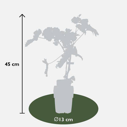 Weinrebe - Weintraube - Vitis vinifera 'Johanniter' - Ø13cm - ↕45cm