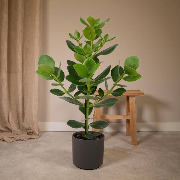 Balsamapfel - Clusia Rosea Princess - Zimmerpflanze - Ø17cm - ↕60cm