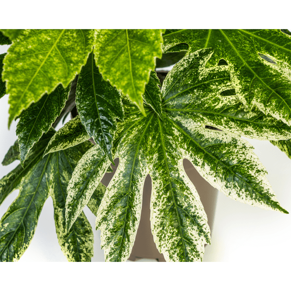 Fatsia Japonica Spider's Web Ø19cm - ↕45cm - Oasis of Life