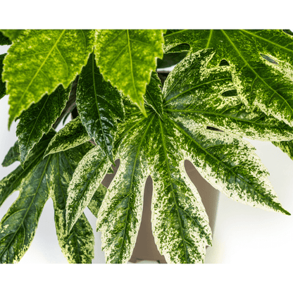 Fatsia Japonica Spider's Web Ø19cm - ↕45cm - Oasis of Life