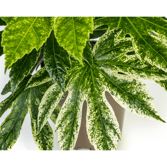 Fatsia Japonica Spider's Web Ø19cm - ↕45cm - Oasis of Life
