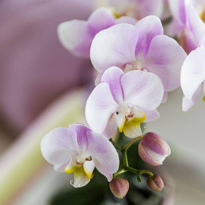 Rosa Phalaenopsis Orchidee Portugal – Ø9cm – Elegante blühende Zimmerpflanze – Perfekt für Innenräume und Geschenke 