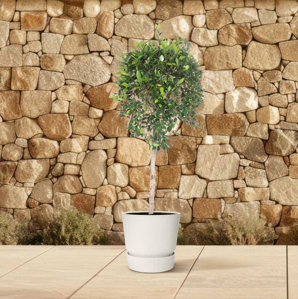 Chinesische Feige - Ficus Nitida - Zimmerpflanze - 170cm - ø40cm