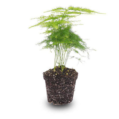 Zierspargel - Asparagus Setaceuse Plumosus - Terrarienpflanze - Topfgröße 6