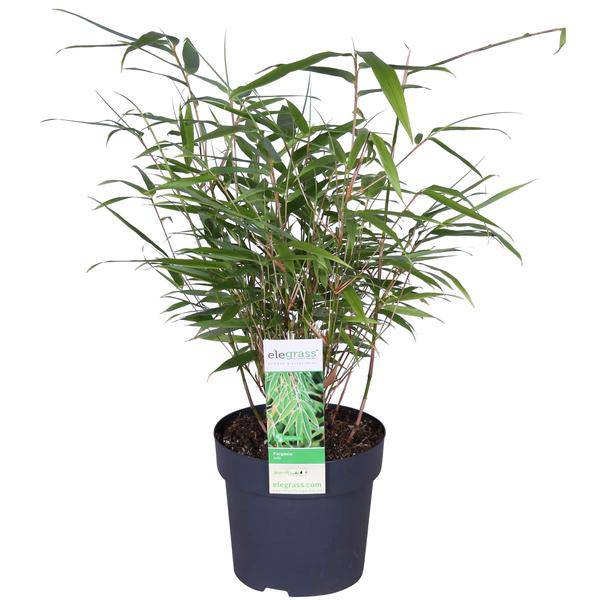 Schirmbambus - Fargesia rufa - Ø14cm - ↨40cm