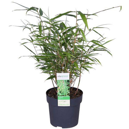 Schirmbambus - Fargesia rufa - Ø14cm - ↨40cm