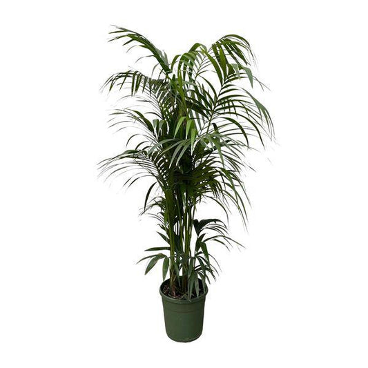 Kentia-Palme – Howea forsteriana – Zimmerpflanze 230cm – Ø38cm – Exklusive XXL-Palme mit eleganten Wedeln – Tropische Kübelpflanze für Wohnzimmer, Büro & Wintergarten – Pflegeleicht 