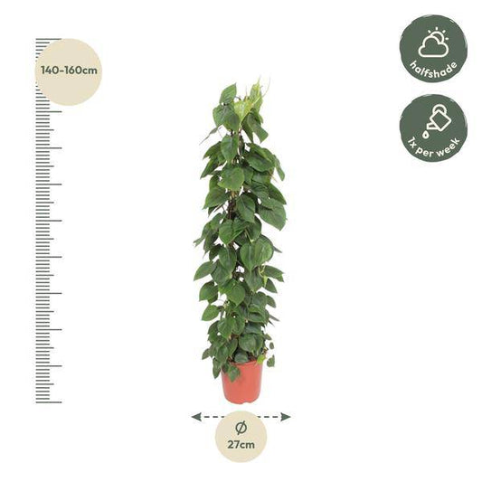 Herzblatt Philodendron Scandens – Zimmerpflanze – 150cm – Ø27cm – Tropische Kletterpflanze mit herzförmigen Blättern – Luftreinigende Rankpflanze für Wohnzimmer, Büro & Indoor-Deko 